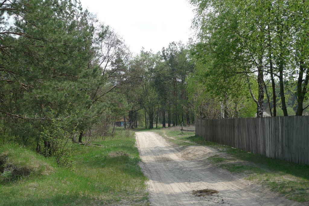 Соснівка з panoramio.com - Sosnivka