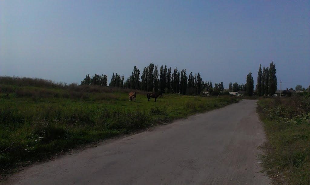 Городок з panoramio.com - Городок
