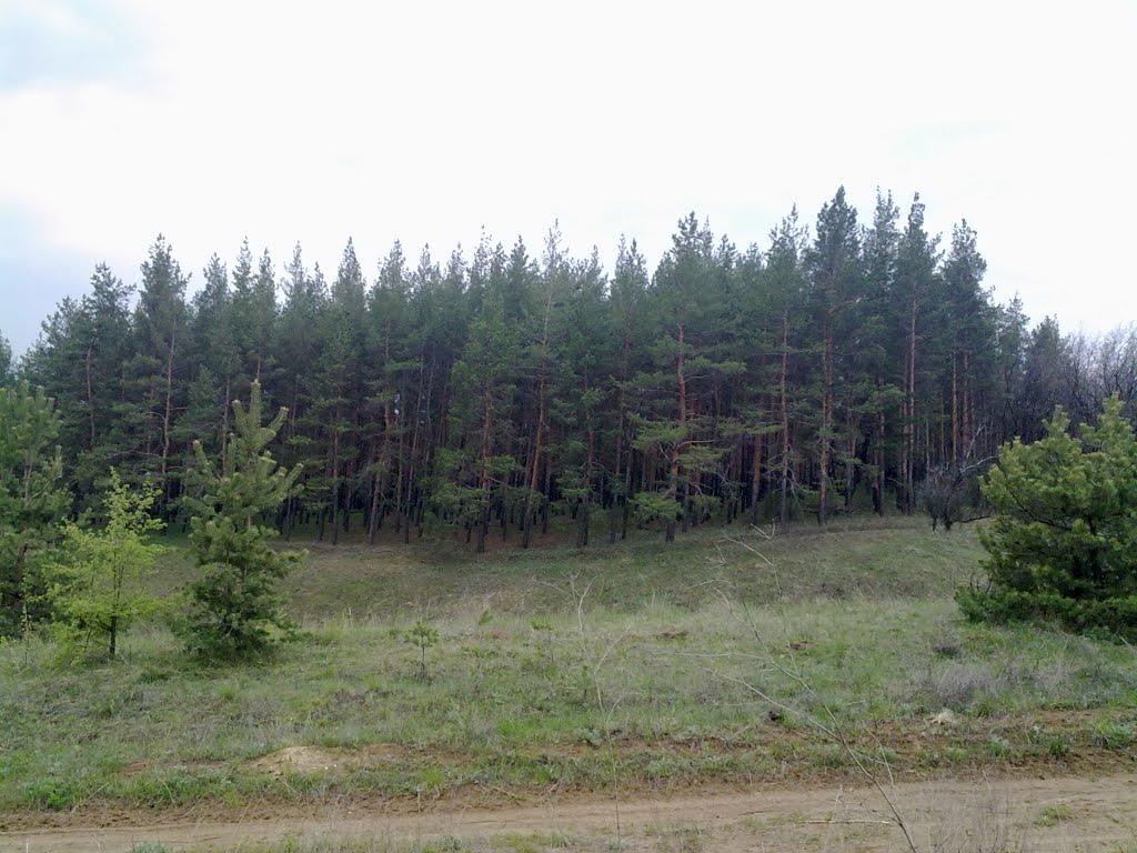 Вільне з panoramio.com - Вільне