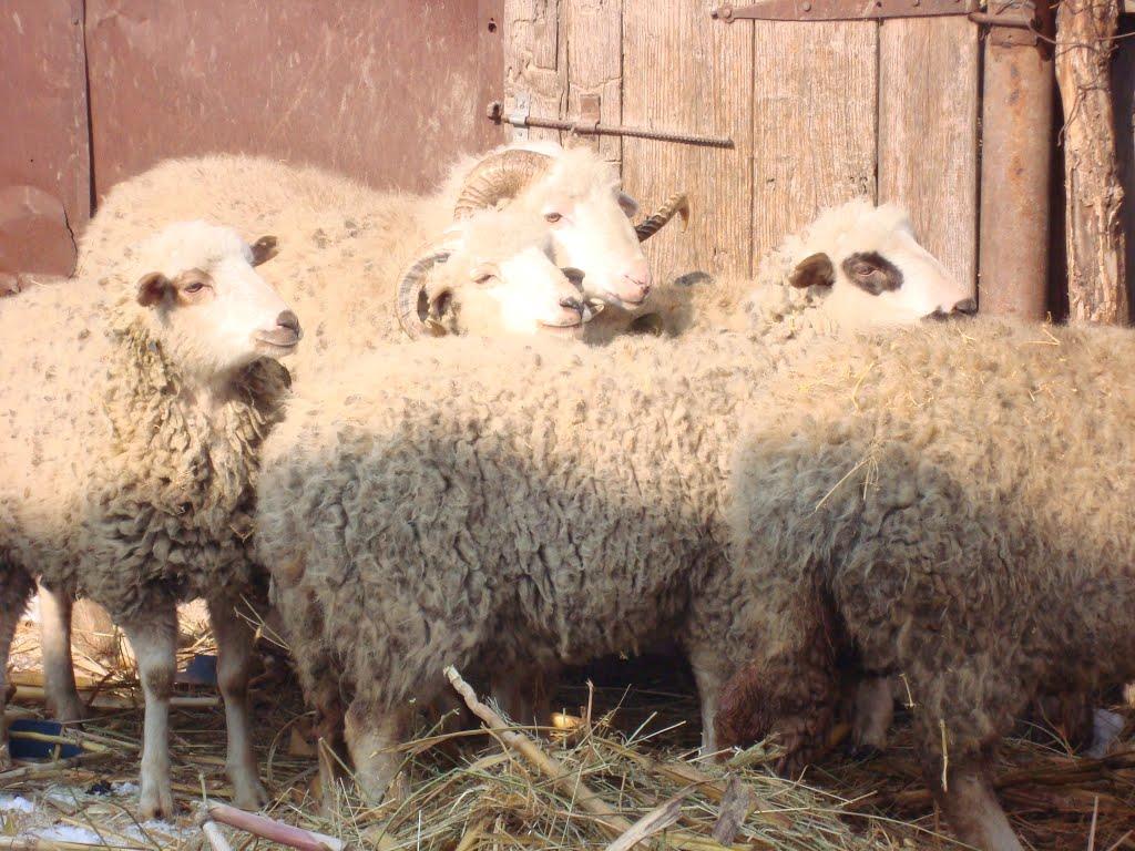 Новосільське з panoramio.com - Новосільське