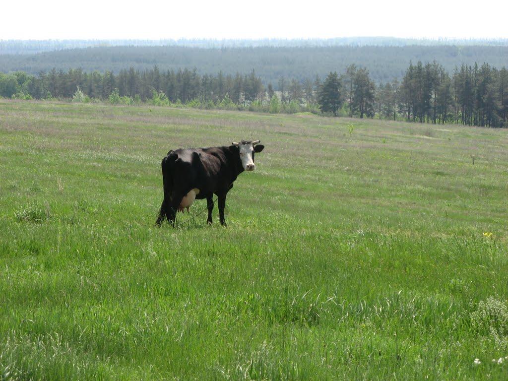 Дячківка з panoramio.com - Дячківка