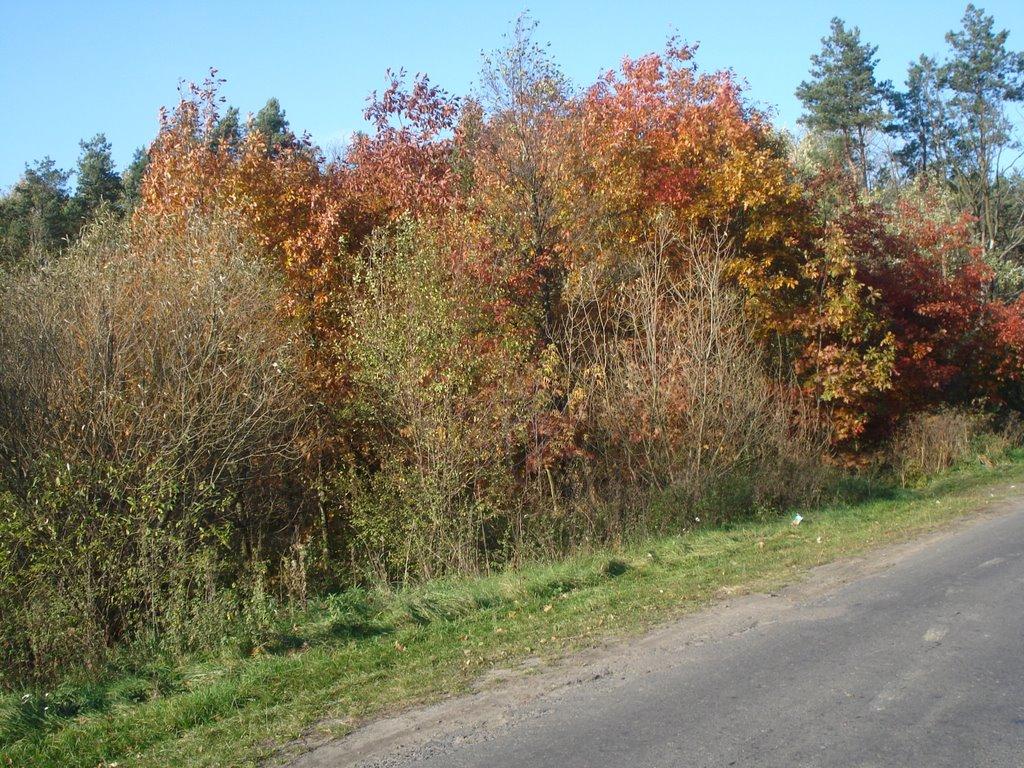 Борохів з panoramio.com - Борохів