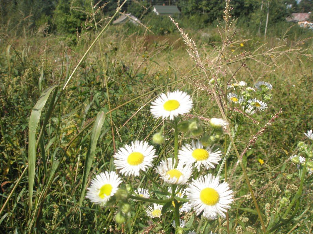 Новояворівське з panoramio.com - Новояворівське