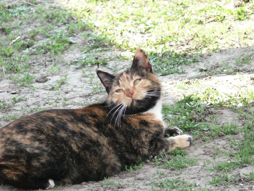 Голодьки з panoramio.com - Голодьки