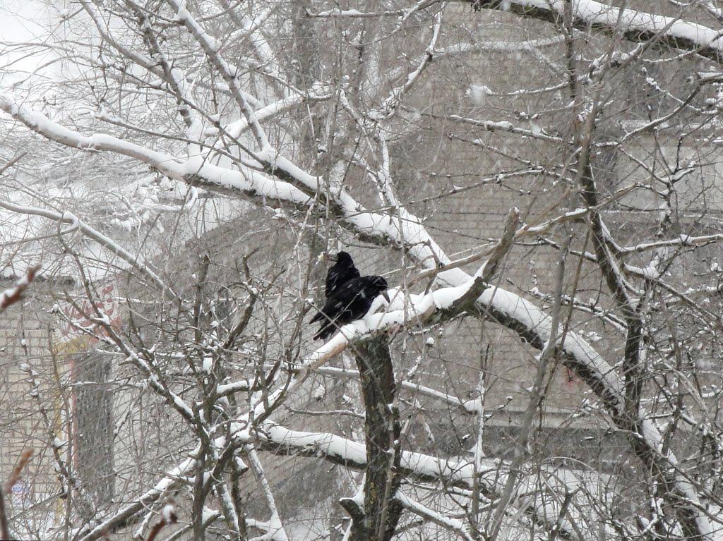Нікополь з panoramio.com (ч.2) - Никополь