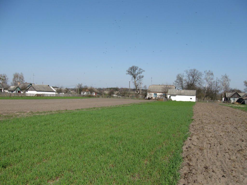 Лісівщина з panoramio.com - Лесовщина