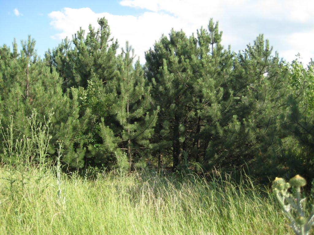 Інгулка з panoramio.com - Інгулка