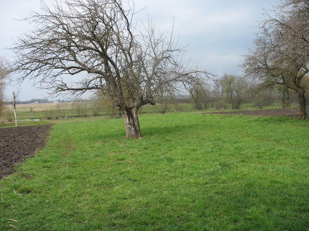 Чернява з panoramio.com - Чернява