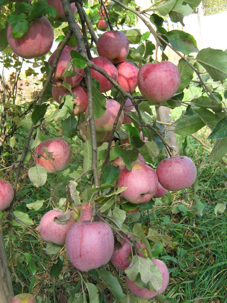 Дебеславці з panoramio.com - Дебеславці