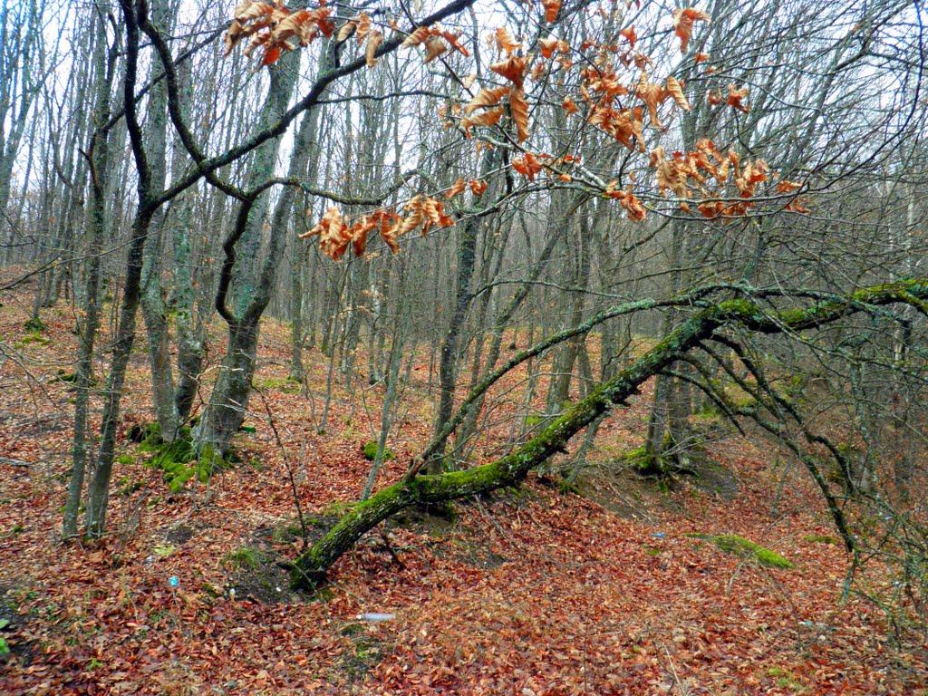 Лаванда з panoramio.com (ч.2) - Лаванда