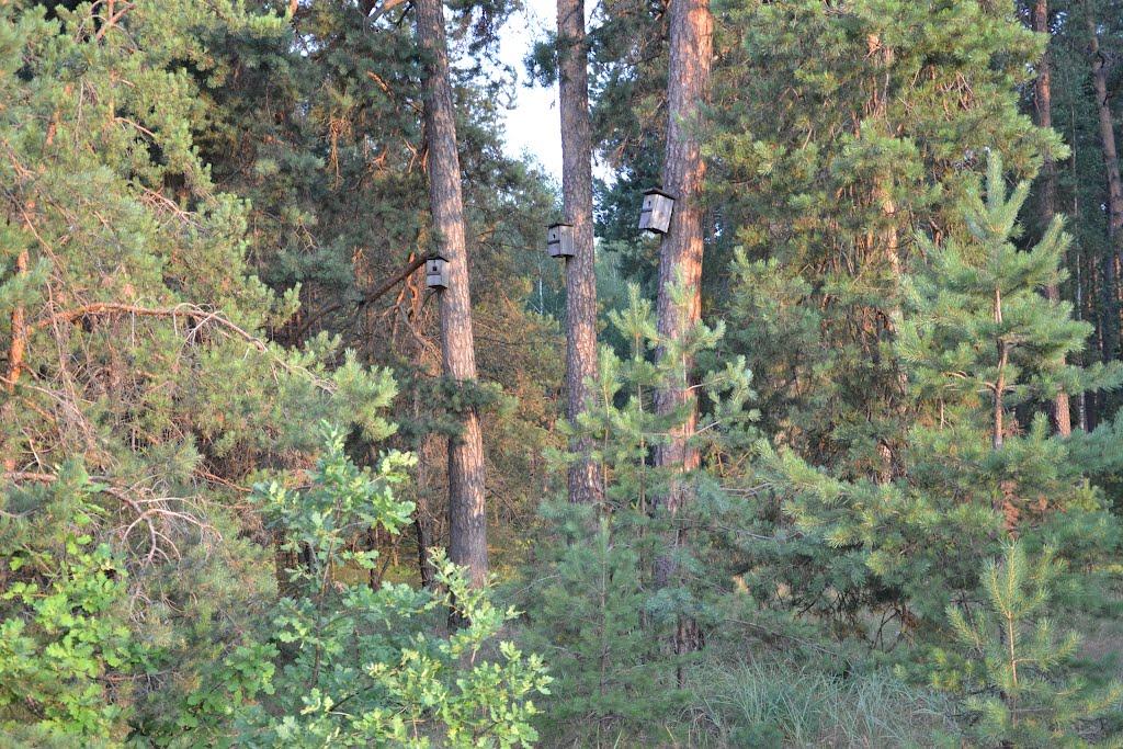 Баранівка з panoramio.com - Баранівка