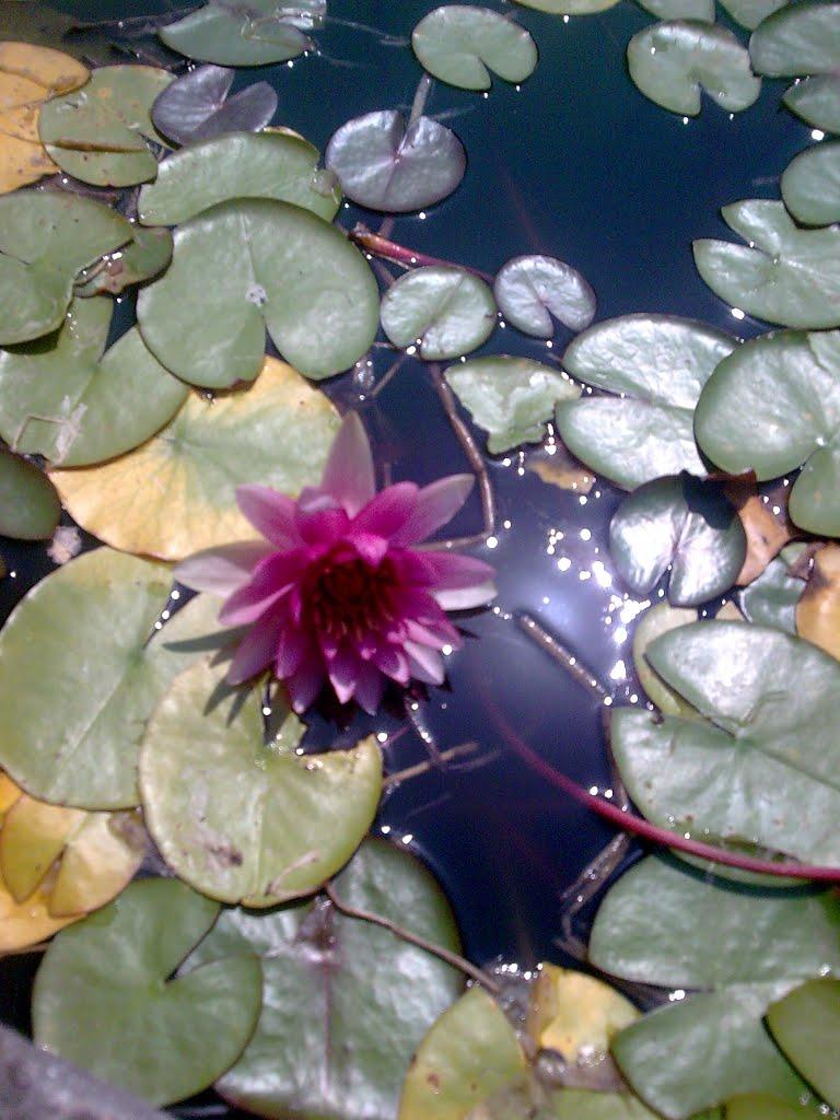 Нікіта з panoramio.com (ч.2) - Нікіта