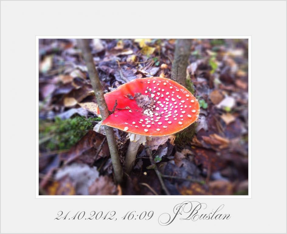 Забріддя з panoramio.com - Забріддя