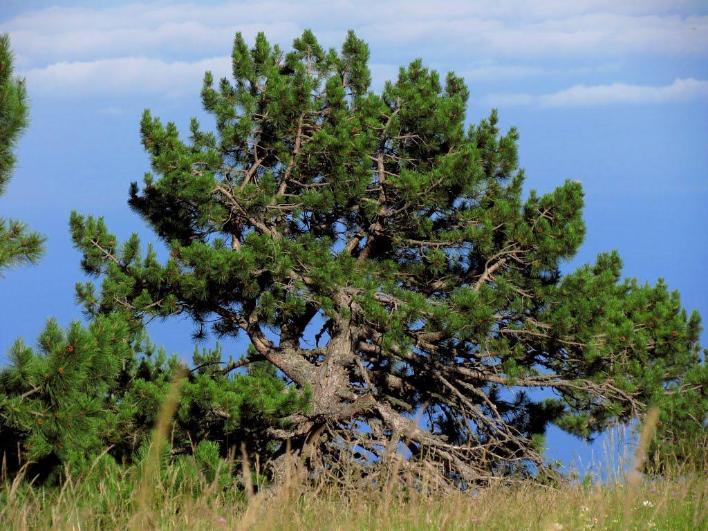 Охотниче з panoramio.com (ч.3) - Охотниче
