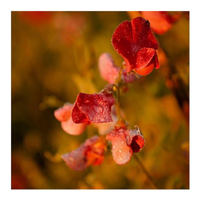 Волочиськ з panoramio.com - Волочиськ