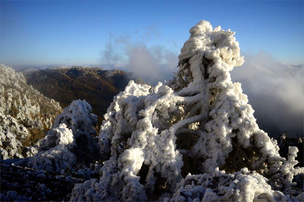 Лаванда з panoramio.com (ч.2) - Lavanda