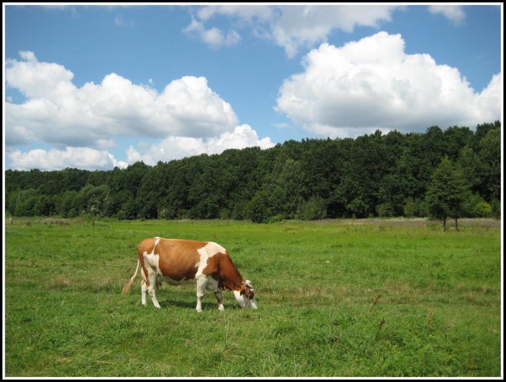 Скоморохи з panoramio.com - Скоморохи