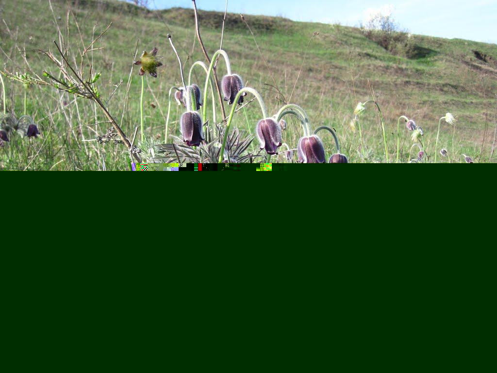 Чорнухи з panoramio.com - Чорнухи