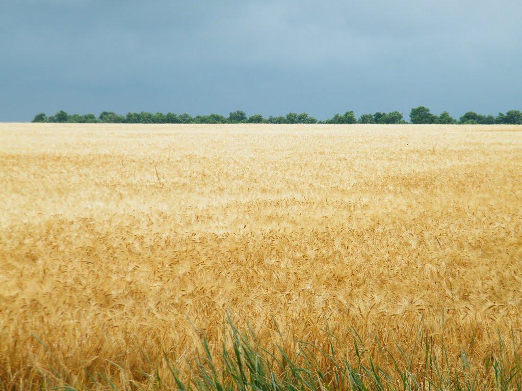 Олександрія з panoramio.com (ч.3) - Olexandria