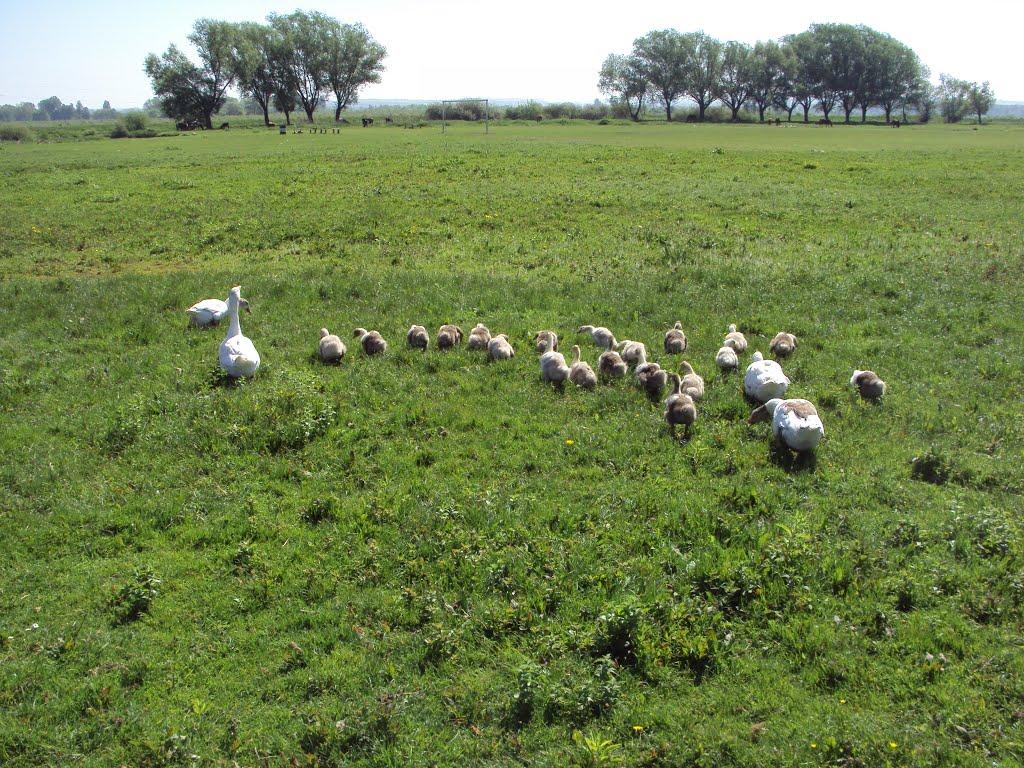Вербіж з panoramio.com - Вербіж