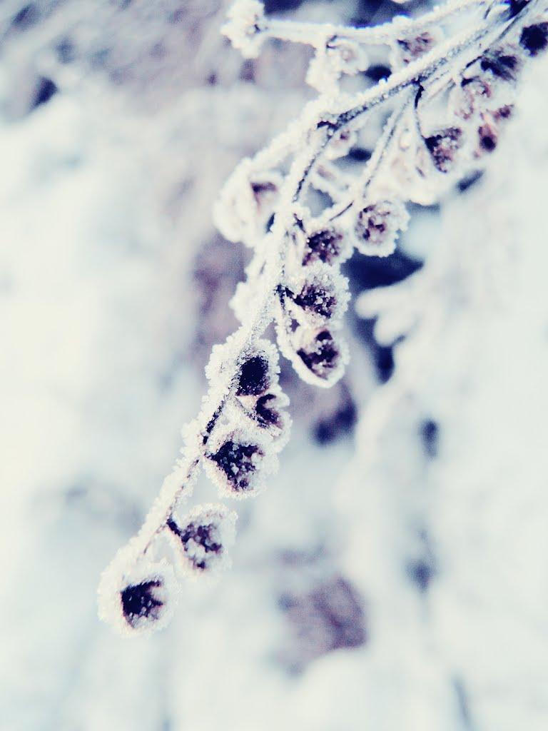 Білка з panoramio.com - Білка