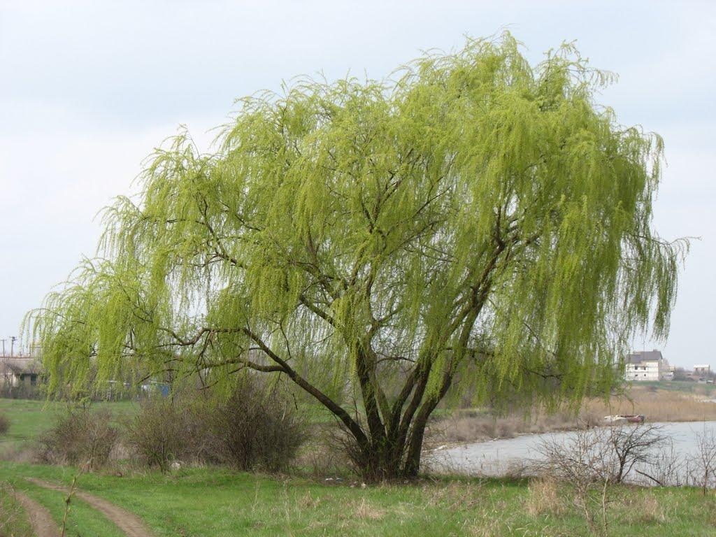 Щорсове з panoramio.com - Schorsove