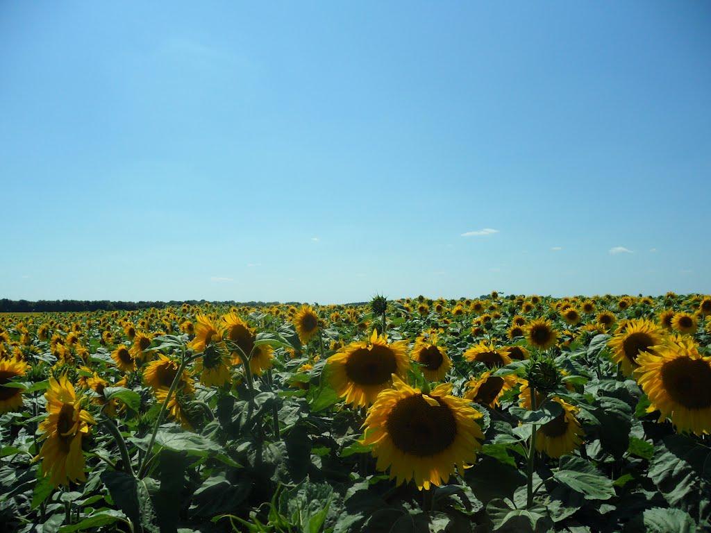 Мовчанівка з panoramio.com - Мовчанівка