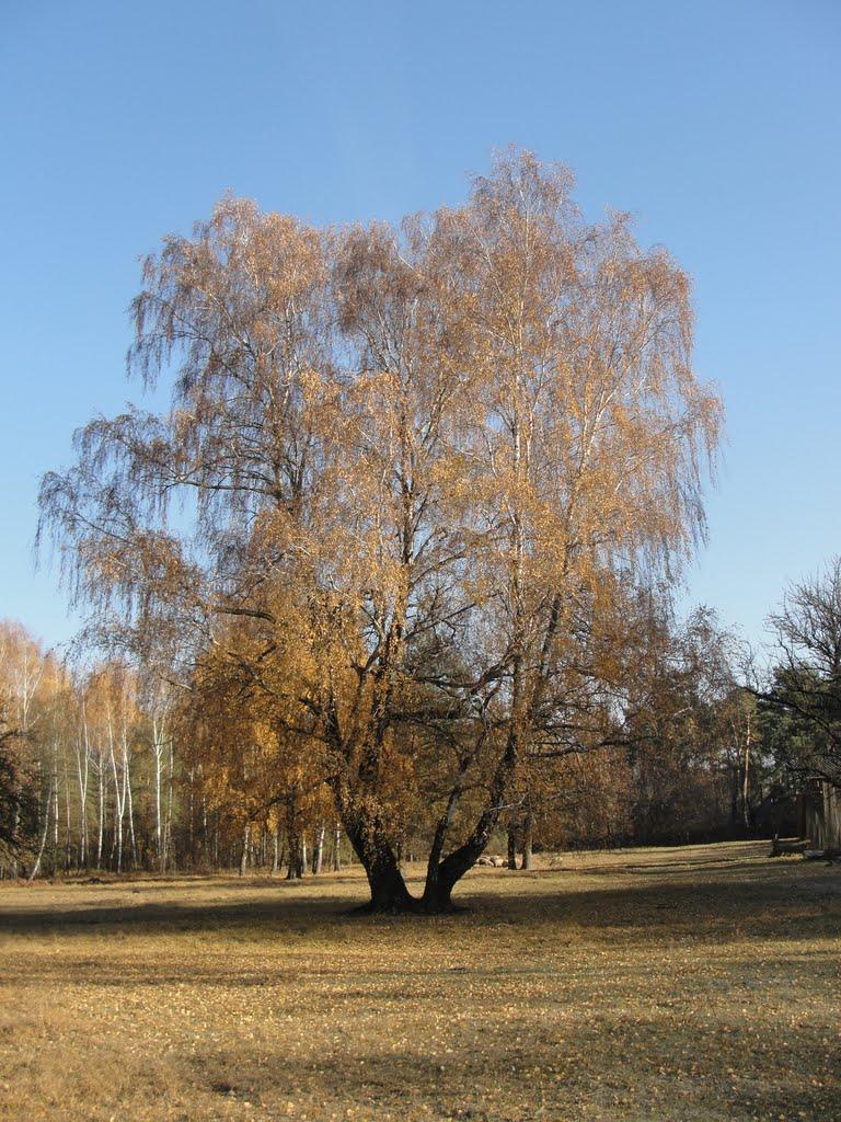 Хопнів з panoramio.com - Хопнів