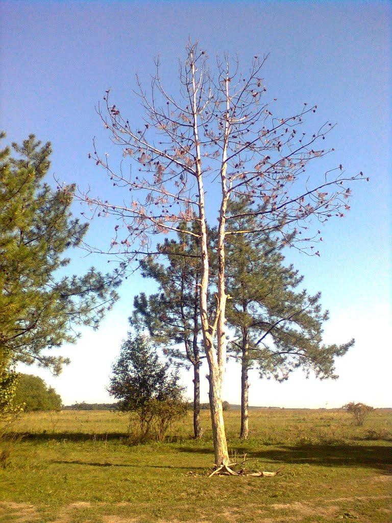 Філія з panoramio.com - Филия