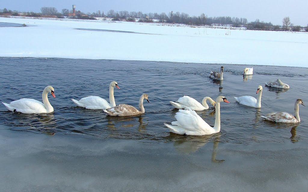 Ковель з panoramio.com (ч.2) - Ковель