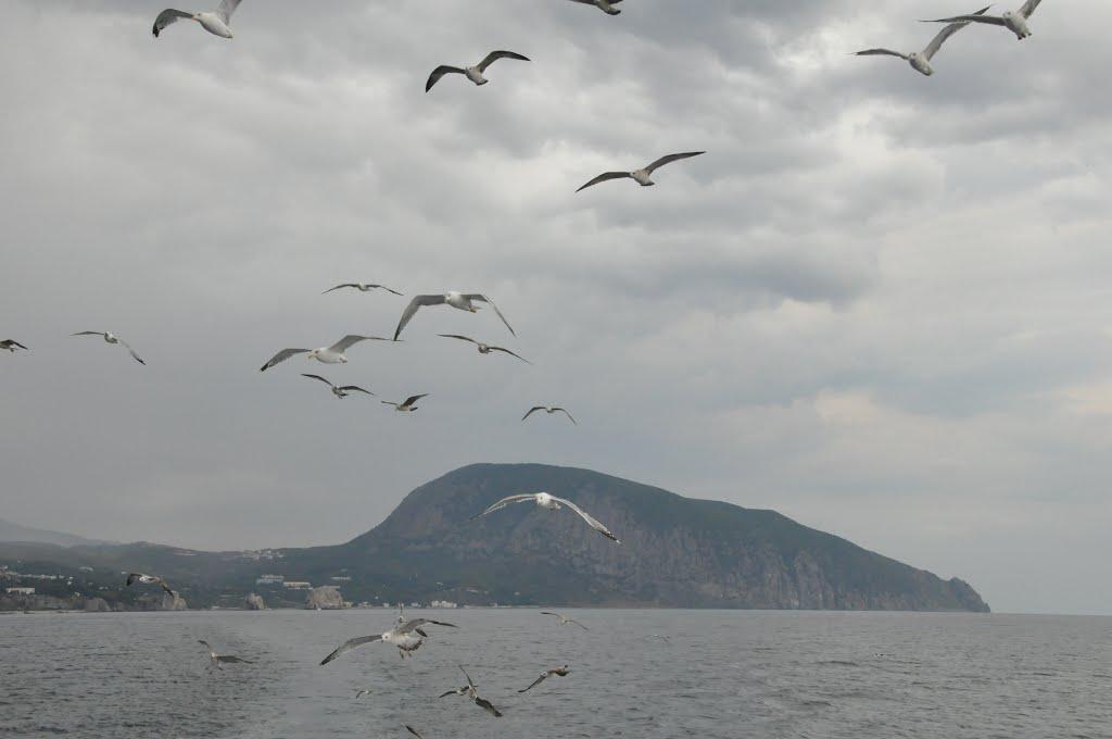 Гурзуф з panoramio.com (ч.3) - Гурзуф