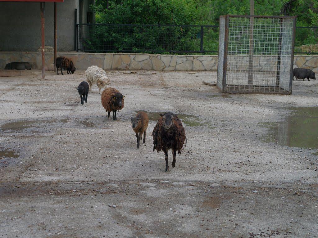 Білогірськ з panoramio.com - Білогірськ