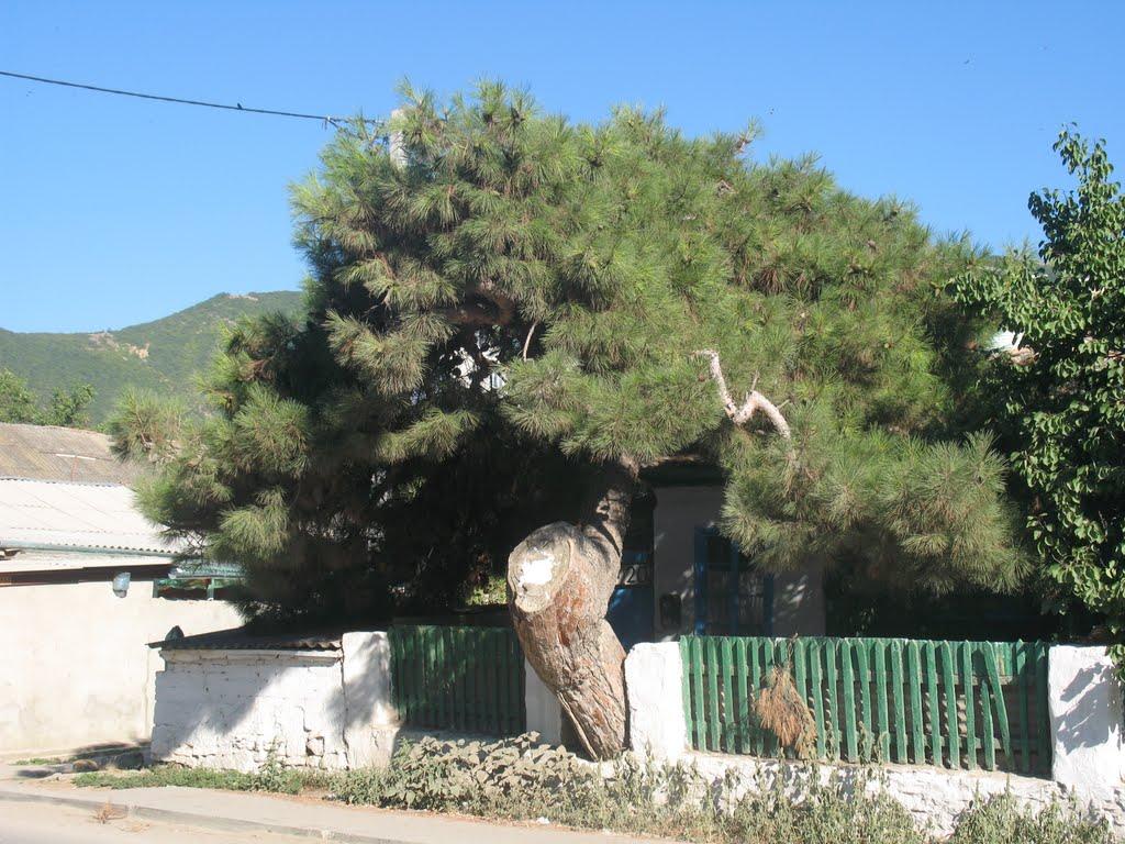Судак з panoramio.com (ч.5) - Судак