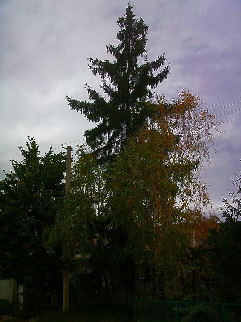 Куйбишеве з panoramio.com (ч.2) - Куйбышево