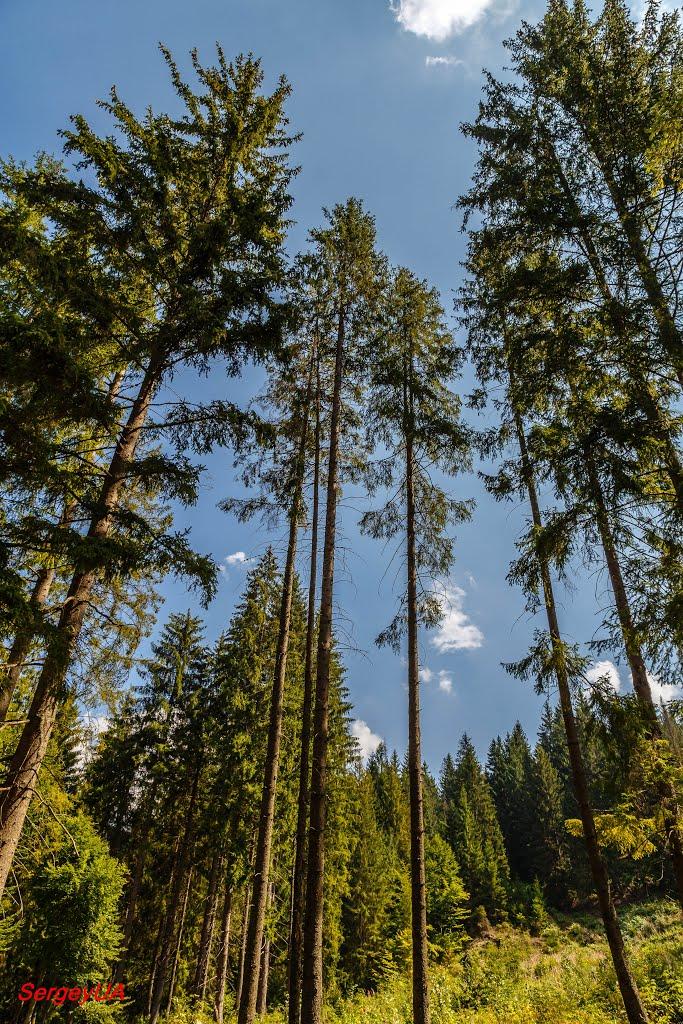 Подобовець з panoramio.com (ч.2) - Podobovets