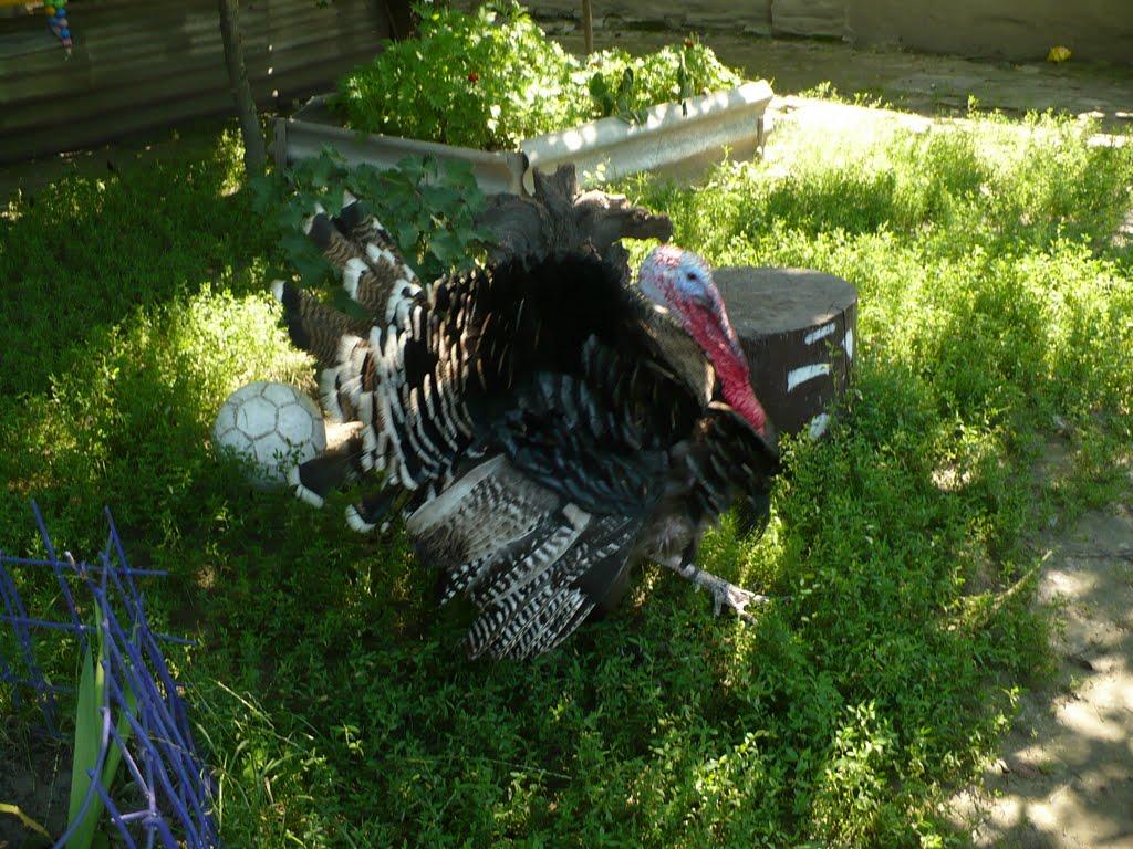 Довгалівка з panoramio.com - Довгалівка