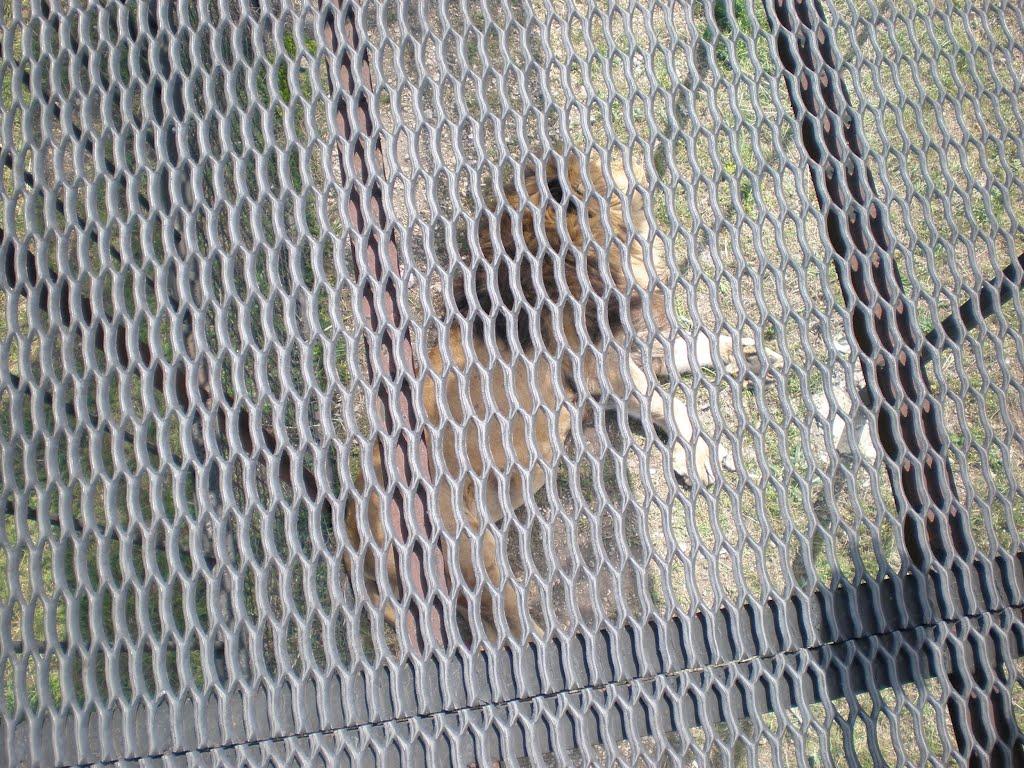 Білогірськ з panoramio.com - Білогірськ