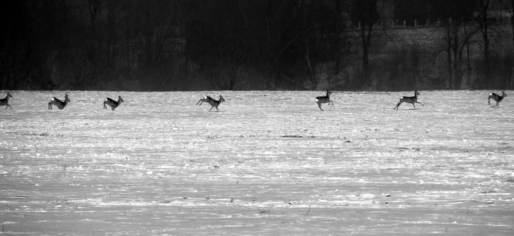 Буців з panoramio.com - Буців