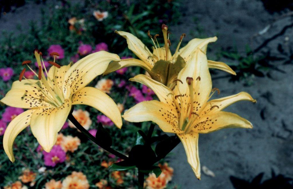 Масківці з panoramio.com - Масківці