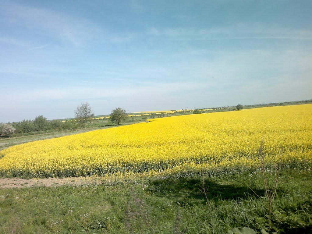 Нові Бірчиці з panoramio.com - Нові Бірчиці