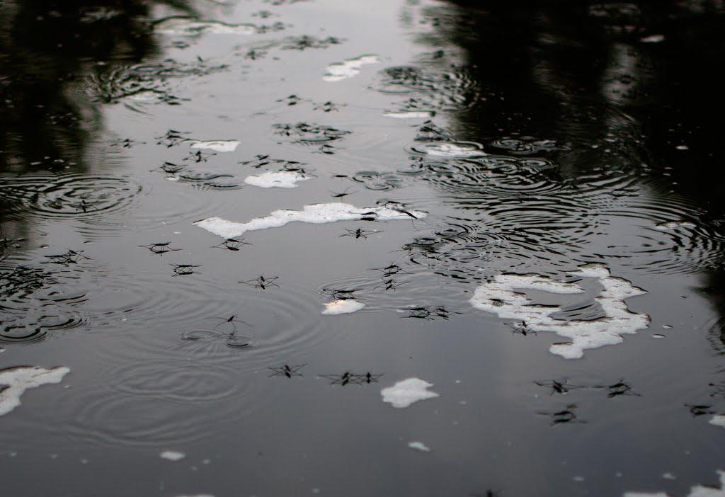 Вільне з panoramio.com - Вольное