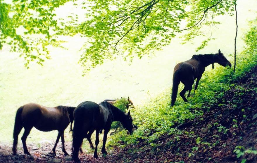 Родниківка з panoramio.com - Родниковка