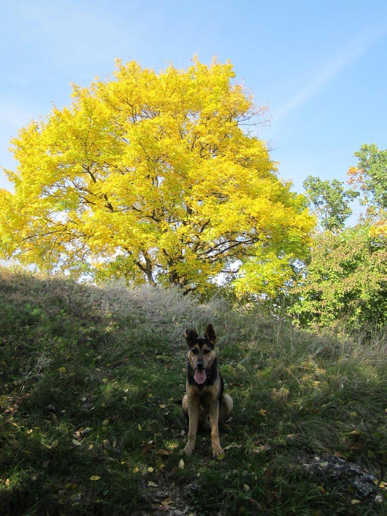 Бабин з panoramio.com - Бабин