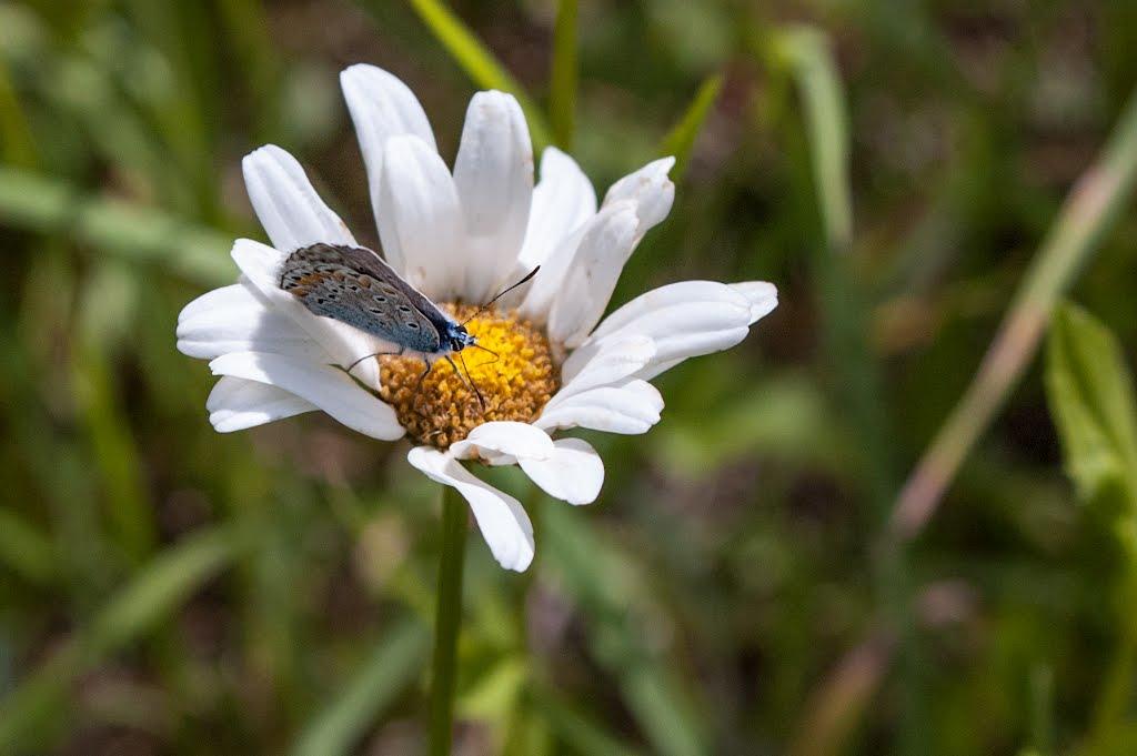 Городище з panoramio.com - Городище