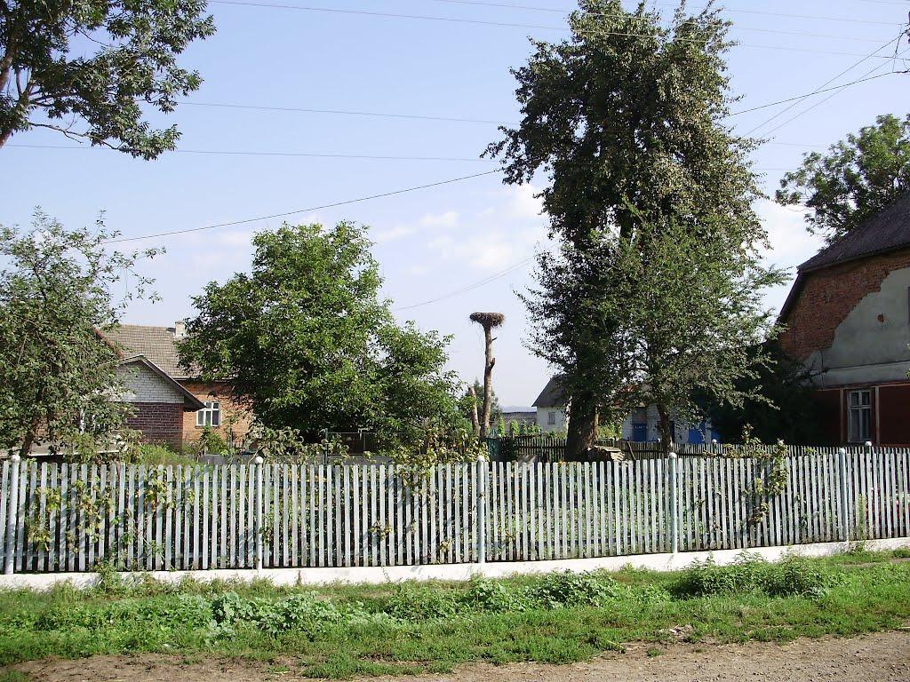 Черниця з panoramio.com - Черниця