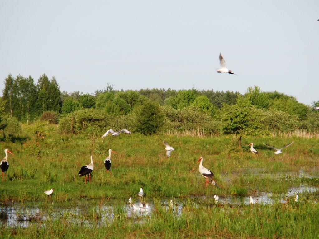 Неданчичі з panoramio.com - Неданчичі