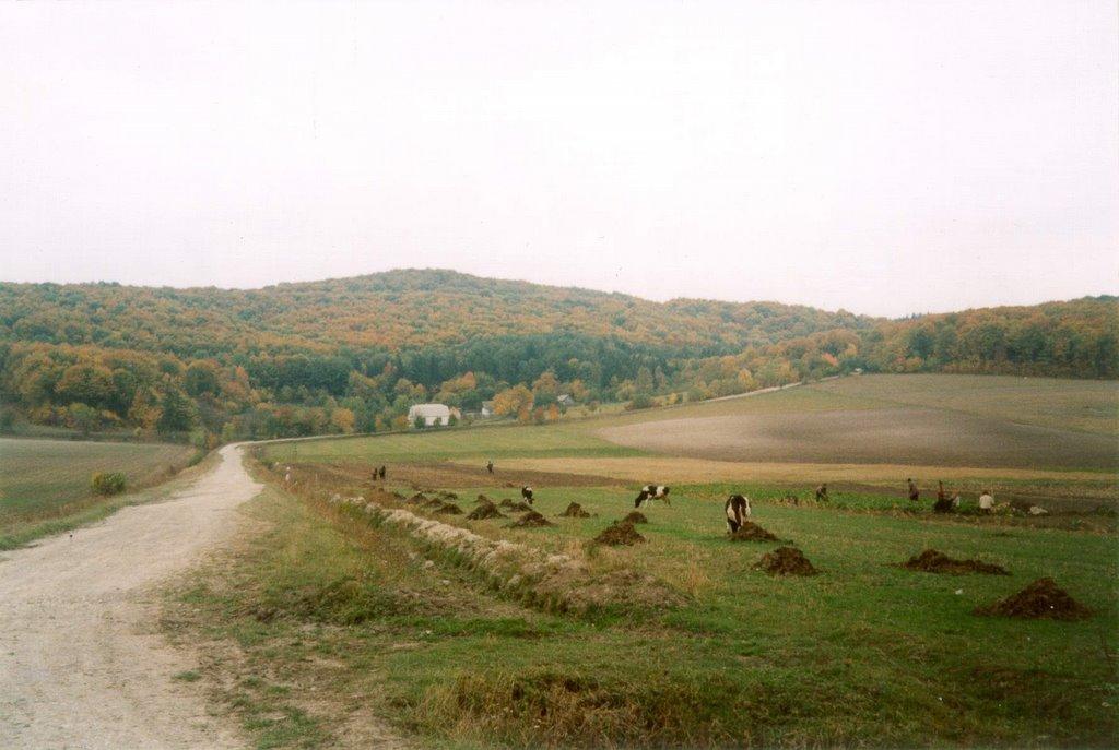 Пониква з panoramio.com - Пониква