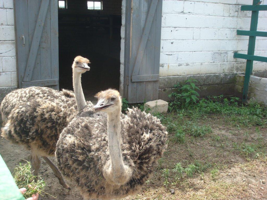 Ямпіль з panoramio.com - Ямполь