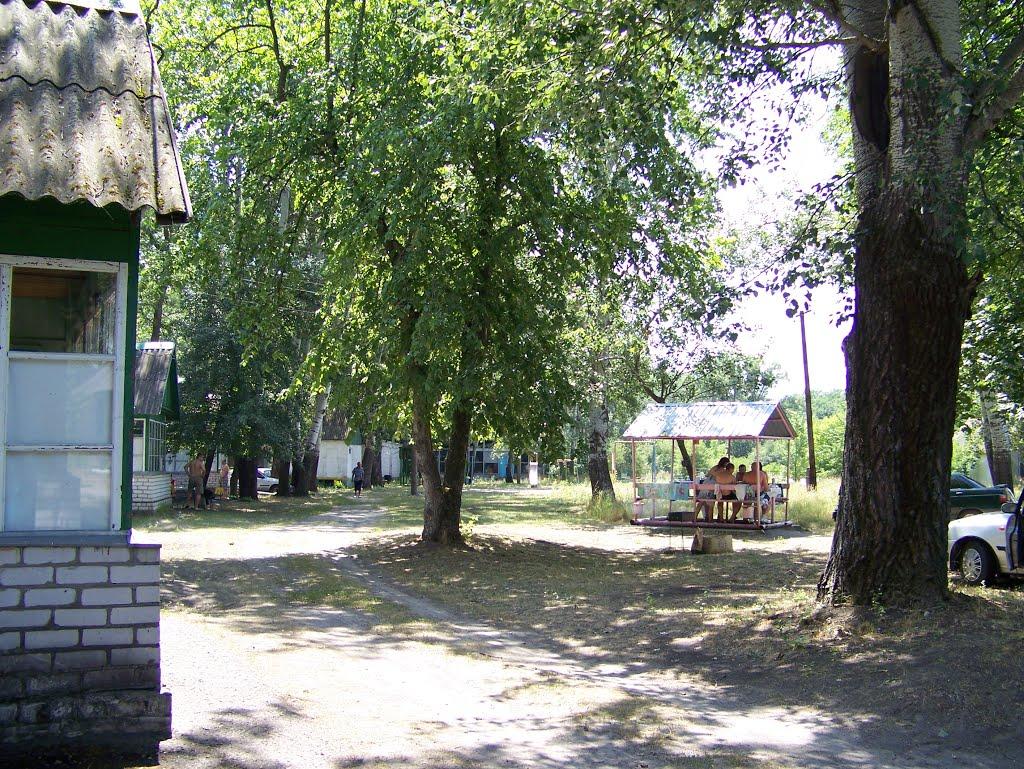 Кияшки з panoramio.com - Кияшки