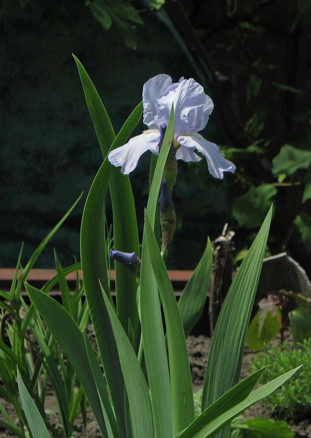 Дмитренки з panoramio.com - Дмитренки